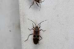 Physopelta gutta gutta