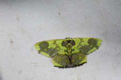 Agathia diversiformis