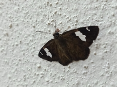 Celaenorrhinus asmara