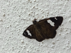 Celaenorrhinus asmara