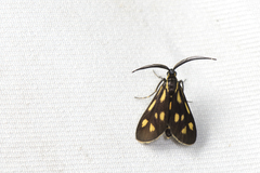 Zeuxippa formosa