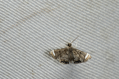 Eugauria albidentata