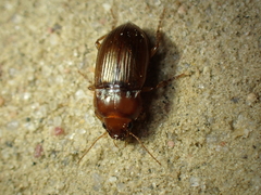 Amara fulva