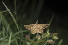 Entomopteryx combusta