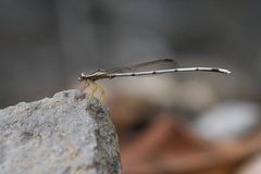 Pseudocopera ciliata