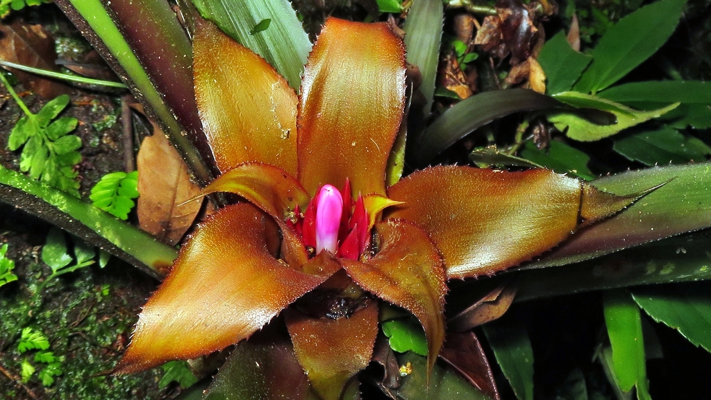 Nidularium purpureum