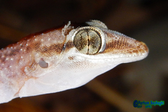 Hemidactylus persicus