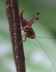 Lipotactes maculatus