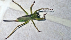 Cerberodon viridis