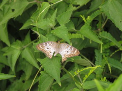 Anartia jatrophae