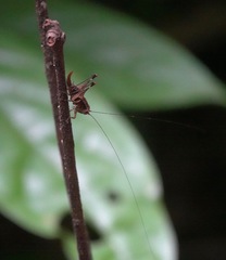 Lipotactes maculatus