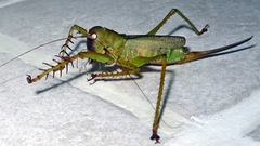 Cerberodon viridis