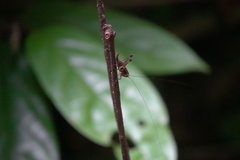 Lipotactes maculatus