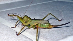 Cerberodon viridis