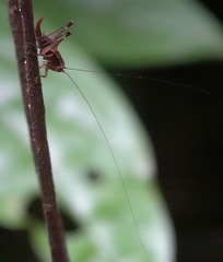 Lipotactes maculatus
