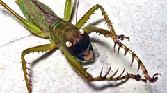 Cerberodon viridis