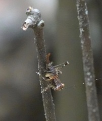 Lipotactes maculatus