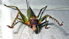 Cerberodon viridis