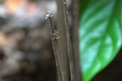 Lipotactes maculatus