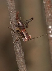 Lipotactes maculatus