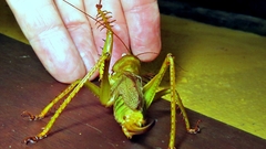 Cerberodon viridis