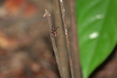 Lipotactes maculatus