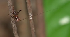 Lipotactes maculatus