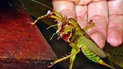 Cerberodon viridis