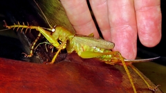 Cerberodon viridis