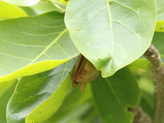 Myotis formosus flavus