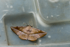 Sarcinodes yaeyamana