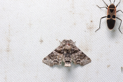 Aplotelia diplographa