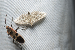 Glyphodes onychinalis