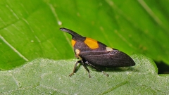 Enchophyllum ucayaliensis