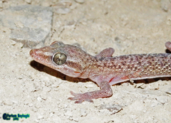 Hemidactylus persicus