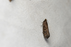 Cryptaspasma