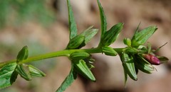 Campanula trachelium subsp. mauritanica image