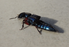 Eulissus
