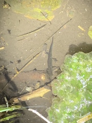 Lissotriton vulgaris meridionalis