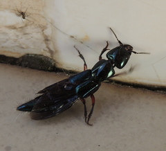 Eulissus