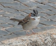 Zonotrichia capensis