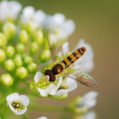 Sphaerophoria menthastri