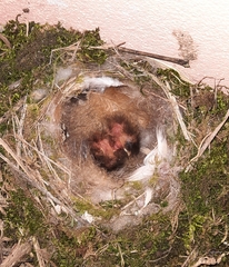 Phoenicurus ochruros