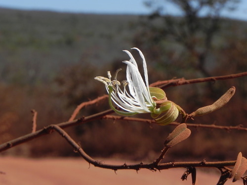 Bauhinia brevipes observed 2011-07-14