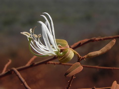 Bauhinia brevipes