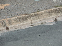 Zonotrichia capensis