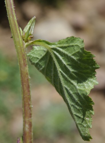 Campanula trachelium subsp. mauritanica image