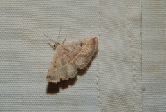 Eublemma gayneri