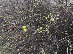 Magnoliopsida