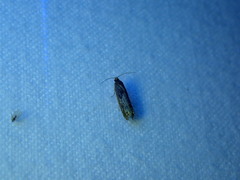 Pseudexentera mali